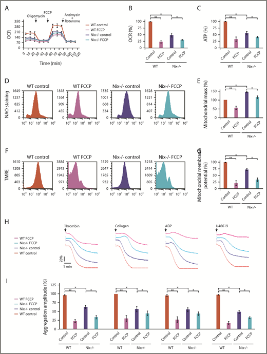 Nix-mediated-platelet mitophagy regulates platelet mitochondrial quality and platelet activity. Platelets were isolated from the blood of Nix−/− mice and WT mice. The prepared platelets (3 × 108/mL) were treated with FCCP (5 μM) for 2 hours at room temperature, and then analyzed for mitochondrial quality and platelet activation. (A-B) OCR of platelets from Nix−/− mice and WT controls (WT) was measured by Seahorse analysis (A); statistical analysis of the data are presented in panel B. (C) Statistical analysis of the ATP production capacity of platelets from Nix−/− mice and WT controls. (D-E) Platelets were treated with the selective mitochondrial dye nonyl acridine orange (NAO) and analyzed by flow cytometry to determine the mitochondrial mass (D). Statistical analysis of the data are presented in panel E. (F-G) Mitochondrial membrane potential was detected by flow cytometry using TMRE staining (F); statistical analysis of the data are shown in panel G. (H-I) Platelet aggregation induced by thrombin, collagen, ADP, and U46619 were detected (H) and the aggregation amplitudes were analyzed (I). Baseline of platelet aggregation trace was indicated with arrowhead. (J-K) P-selectin surface expression and αIIbβ3 activation were analyzed on platelets stimulated with 0.05 U/mL α-thrombin by flow cytometry using antibodies against P-selectin (J) and the active αIIbβ3, respectively. Statistical analysis of the data are shown (K). (L-M) Platelet mitophagy was analyzed by western blotting using the indicated antibodies (L). The grayscale values of all the bands were measured with ImageJ software and the statistical data are illustrated (M). ANOVA was used. *P < .05; **P < .01; N = 6 for each group.