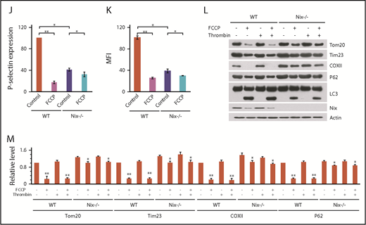 Nix-mediated-platelet mitophagy regulates platelet mitochondrial quality and platelet activity. Platelets were isolated from the blood of Nix−/− mice and WT mice. The prepared platelets (3 × 108/mL) were treated with FCCP (5 μM) for 2 hours at room temperature, and then analyzed for mitochondrial quality and platelet activation. (A-B) OCR of platelets from Nix−/− mice and WT controls (WT) was measured by Seahorse analysis (A); statistical analysis of the data are presented in panel B. (C) Statistical analysis of the ATP production capacity of platelets from Nix−/− mice and WT controls. (D-E) Platelets were treated with the selective mitochondrial dye nonyl acridine orange (NAO) and analyzed by flow cytometry to determine the mitochondrial mass (D). Statistical analysis of the data are presented in panel E. (F-G) Mitochondrial membrane potential was detected by flow cytometry using TMRE staining (F); statistical analysis of the data are shown in panel G. (H-I) Platelet aggregation induced by thrombin, collagen, ADP, and U46619 were detected (H) and the aggregation amplitudes were analyzed (I). Baseline of platelet aggregation trace was indicated with arrowhead. (J-K) P-selectin surface expression and αIIbβ3 activation were analyzed on platelets stimulated with 0.05 U/mL α-thrombin by flow cytometry using antibodies against P-selectin (J) and the active αIIbβ3, respectively. Statistical analysis of the data are shown (K). (L-M) Platelet mitophagy was analyzed by western blotting using the indicated antibodies (L). The grayscale values of all the bands were measured with ImageJ software and the statistical data are illustrated (M). ANOVA was used. *P < .05; **P < .01; N = 6 for each group.