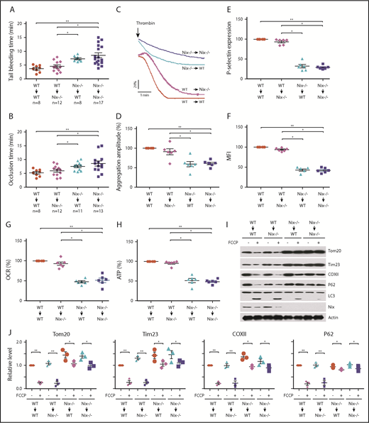 Figure 4. Transplantation of bone marrow cells from WT mice rescues the impaired platelet functions of Nix−/−mice Bone marrow was isolated from Nix−/− mice and WT mice. The prepared bone marrow samples were transplanted into recipient mice as indicated in the figures. (A) Statistical analysis of tail-bleeding times of the transplanted Nix−/− mice and WT mice. (B) Statistical analysis of occlusion time in the FeCl3-induced thrombus model in transplanted Nix−/− mice and WT mice. (C-D) Platelet aggregation induced by thrombin was monitored (C) and the aggregation amplitudes were analyzed (D). Baseline of platelet aggregation trace was indicated with arrowhead. (E-F) P-selectin surface expression and αIIbβ3 activation were analyzed by flow cytometry in platelets stimulated with 0.05 U/mL α-thrombin from the transplanted mice using antibodies against P-selectin (E) and the active αIIbβ3 (F), respectively. Statistical analysis of the data are shown. (G) OCR of the platelets from transplanted Nix−/− and WT mice. Mitochondrial OCR was measured by Seahorse analysis. (H) ATP production capacity of platelets from transplanted Nix−/− and WT mice. (I-J) Induction of mitophagy in FCCP-treated platelets from transplanted mice was detected by western blotting using the indicated antibodies (I). (J) The grayscale values of all the bands were measured with ImageJ software and the statistical data are illustrated. ANOVA was used. *P < .05; **P < .01; n = 6 for each group if it is not stated in the figures.