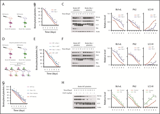 Figure 5. Knockout of Nix increases the life span of platelets by inhibiting the autophagic degradation of the mitochondrial protein Bcl-xL in vivo. (A-B) Nix−/− and WT mice were injected IV with NHS-biotin (A). Whole blood was collected at various time points and platelets were isolated and prepared. Flow cytometry was used to analyze the platelet life span. (B) The data were analyzed using CellQuest software (BD Biosciences). (C) Platelets were collected by cell sorting as described in panel A, and western blotting was used to analyze platelet mitophagy. (D-F) The adoptive platelet transfer assay was conducted as shown in panel D, and Nix−/− and WT mice were IV injected with NHS-biotin, 30 minutes after the injection, platelets were isolated and resuspended in saline solution. The prepared platelets were then IV injected into recipient mice as indicated. Biotinylated platelets were analyzed by flow cytometry. (E) Data from 3 separate experiments are shown as mean ± standard error of the mean. (F) Western blotting was used to analyze mitophagy of the biotin-labeled platelets from the recipient mice. (G-H) Nix−/− and WT mice were injected IV with NHS-biotin, and the pretreated mice were further injected intraperitoneally with chloroquine (CQ; 1 mg/kg). Whole blood was collected at various time points and platelets were isolated and prepared. Flow cytometry was used to analyze the platelet life span. (G) The data were analyzed using CellQuest software (BD Biosciences). (H) Platelets were collected as described in panel A, and western blotting was used to analyze platelet mitophagy. (C,F,H) 6 mice of WT and 6 mice of Nix−/− were used in 1 experiment, and 3 independent experiments with total of 18 mice were used. The grayscale values of all the western blot bands were measured with ImageJ software and the statistical data are illustrated. Student t test. *P < .05; **P < .01; ***P < .001.