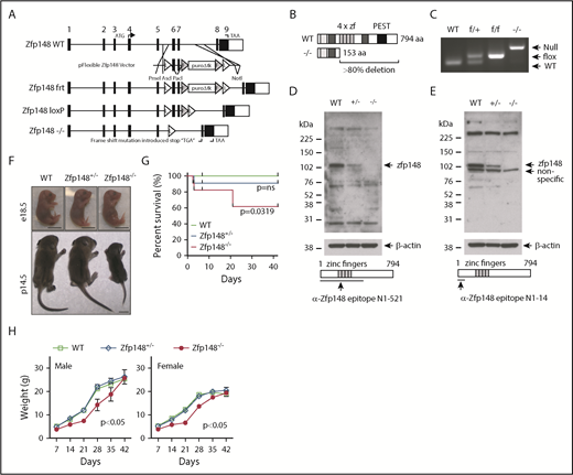 Figure 1. Gene targeting of Zfp148 locus. (A) Schematic diagram of the Zfp148 locus and gene targeting strategy, showing the Zfp148 allele with short Flippase recognition target (frt, F) and Cre recombinase recognition target (LoxP, L). (B) Diagram of the Zfp148 protein in WT and null allele showing >80% deletion, including all 4 zinc finger domains. (C) PCR-based genotyping of WT, Zfp148fl/+, Zfp148fl/fl, and Zfp148−/− from tail DNA. (D-E) Western blot analysis of protein extracts from e14.5 WT, Zfp148+/−, and Zfp148−/− whole embryos on mixed genetic background strains using 2 independent anti-Zfp148 antibodies from Woo et al9 in panel D and Taniuchi et al52 in panel E. The epitope used to generate the antibodies is indicated on the schematic diagrams. (F) Photographs of representative Zfp148 conventional KO e18.5 embryos (top) and p14.5 (bottom) neonates on mixed C57BL/6, CD-1, and 129/Sv genetic background showing the runted postnatal phenotype. Scale bars, 1 cm. (G) Survival curves of Zfp148 WT (n = 14), Zfp148+/− (n = 21), and Zfp148−/− (n = 11) mice over the first 6 weeks of life. A significant difference in survival curve is observed between WT and Zfp148−/− (Mantel-Cox Log-rank P = .0319), whereas the WT and Zfp148+/− are not significant (Log-rank P = ns). (H) Growth curves of male WT (n = 5), Zfp148+/− (n = 7), and Zfp148−/− (n = 3) (left) panel, and female WT (n = 8), Zfp148+/− (n = 11), and Zfp148−/− (n = 6) mice (right) over the first 6 weeks of life. Growth of both female and male Zfp148−/− mice is significantly delayed compared with WT (2-tailed paired Student t test, P < .05). PEST, peptide domain rich in proline, glutamic acid, serine, and threonine.