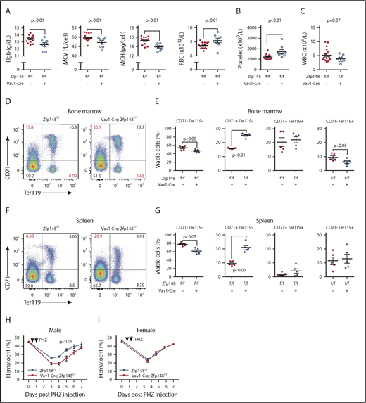 Figure 2. Defective erythropoiesis in mice with pan-hematopoietic Zfp148 deletion. (A-C) Peripheral blood counts and indices from Zfp148fl/fl and Vav1-Cre; Zfp148fl/fl mice at 15 to 26 weeks of age. (D) Representative flow cytometric analysis profiles of bone marrow for erythroid progenitor maturation using anti-CD71 and anti-Ter119 antibodies in Zfp148fl/fl and Vav1-Cre; Zfp148fl/fl mice. (E) Dot plots depicting the percentage of live BM cells in non- and early erythroid cells (CD71−Ter119−), late proerythroblasts (CD71+Ter119−), early erythroid cells (CD71+Ter119+) and RBCs (CD71−Ter119+) from the flow analysis in panel D (n = 5). (F-G) Representative flow cytometric analysis profile for spleen as in panels D and E. (H-I) Recovery from phenylhydrazine (PHZ)-induced hemolytic anemia in male (n = 8) and female (n = 12) mice. Spun hematocrit levels from zfp148fl/fl, Vav1-Cre, and Zfp148fl/fl control littermates preceding and following a 2-day course of phenylhydrazine intraperitoneal injection. A baseline spun hematocrit was obtained prior to phenylhydrazine injection and then repeated on days 3, 4, 5, 6, and/or 7 following initial injection. Hgb, hemoglobin; MCH, mean cell hemoglobin; MCV, mean cell volume; WBC, white blood cell.