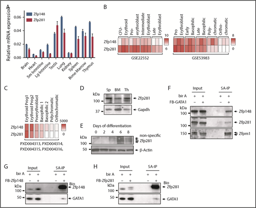 Figure 3. Zfp281 expression and physical interaction with GATA1 in erythroid cells. (A) qRT-PCR analysis showing Zfp148 and Zfp281 mRNA levels relative to Gapdh (glyceraldehyde-3-phosphate dehydrogenase) in C57BL/6 mouse tissues. (B) Heat map of Zfp148 and Zfp281 mRNA levels in flow cytometric sorted erythroid progenitor cells from ex vivo differentiated PBMC (GSE22552)31 (left) and CD34+ cord blood cells (GSE53983)32 (right). (C) Heat map showing mean copy number of Zfp148 and Zfp281 protein per erythroid progenitor cell, determined by mass spectrometry–based absolute quantification approach (PXD004313, PXD004314, PXD004315, and PXD004316).33 Following the expansion of cord blood CD34+ cells, CD36+ progenitors were flow sorted and differentiated ex vivo under erythroid conditions. Erythroid Prog1 and 2 equates to burst-forming unit-erythroid (BFU-E) and colony-forming unit-erythroid (CFU-E) cells, respectably.33 (D) Western blot analysis of Zfp281 protein in major hematopoietic organs, spleen (Sp), bone marrow (BM), and thymus (Th) in mice. (E) Western blot showing Zfp281 protein levels during erythroid ex vivo differentiation of hCD34+ cells. (F) Western blot analysis following streptavidin affinity purification (SA-IP) from nuclear extracts of MEL cells stably expressing Bir A alone or Bir A and recombinant GATA1 containing an amino-terminal FLAG and BirA recognition motif (FB-GATA1). Two percent of the input material is shown. (G) Western blot analysis following SA-IP from nuclear extracts of K562 cells stably expressing Bir A alone or Bir A and recombinant FB-Zfp148. Two percent of the input material is shown. (H) Western blot analysis following SA-IP from nuclear extracts of K562 cells stably expressing Bir A or Bir A and recombinant FB-Zfp281. Two percent of the input material is shown. Lg, large; Sm, small.
