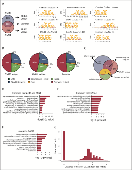Figure 4. Common gene targets of Zfp148 and Zfp281 in erythroid cells. (A) Venn diagram showing the overlap of Zfp148 and Zfp281 chromatin occupancy peaks (left). MEME-ChIP motif analysis53 result showing 3 representative motifs for unique and common peaks (right). (B) Pie graphs showing the distribution of chromatin occupancy peak location. UTRs, untranslated regions. (C) Venn diagram showing the number of genes commonly occupied by Zfp148, Zfp281, and/or GATA1. (D) GO term analysis of the 658 target genes common to Zfp148 and Zfp281, but devoid of GATA1. (E) GO term analysis of the 245 target genes common to GATA1 and Zfp148 and/or Zfp281. (F) GO term analysis of the 534 genes unique to GATA1. GO term analysis of unique Zfp148 and Zfp281 target genes are shown in supplemental Figure 8. (G) Distribution of Zfp148/Zfp281 peaks with respect to GATA1 peaks at the 245 commonly occupied genes. reg., regulation.