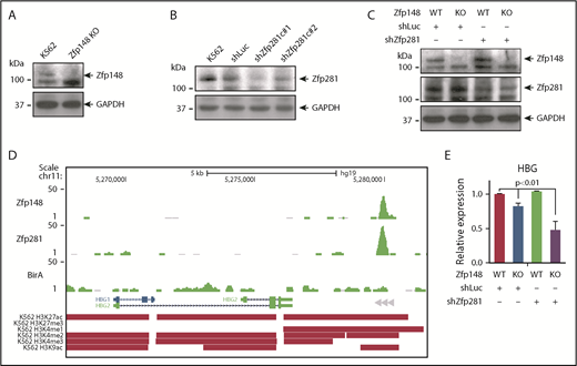 Figure 5. Redundant roles of Zfp281 and Zfp148 in γ-globin gene expression in K562 cells. (A) Western blot showing knockout (KO) of Zfp148 in K562 cells by CRISPR/Cas9. (B) Western blot showing knockdown of Zfp281 protein levels in K562 cells using lentiviral transduction of shRNA constructs c#1 and c#2. A lentiviral shRNA against luciferase (shLuc) is shown as a control. (C) Western blot showing Zfp148 and Zfp281 protein levels in Zfp148 KO cells or control cells transduced with shZfp281c#1 or shLuc. (D) Representative BioChIP-seq signals at the γ-globin locus in hemin-induced K562 cells expressing Bir A alone or Bir A and BioZfp148 or BioZfp281. Peak calls for H3K27ac, H3K27me3, H3K4me1, H3K4me2, H3K4me3, and H3K9ac from ENCODE35 are indicated. (E) Quantitative RT-PCR analysis of γ-globin mRNA transcripts from cells in panel C. The levels were normalized to GAPDH mRNA transcript levels and are shown relative to the Zfp148 WT and shLuc control. HBG, hemoglobin subunit gamma.