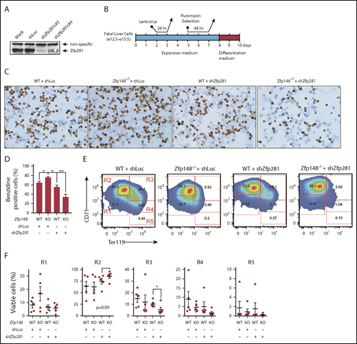 Figure 6. Redundant roles of Zfp148 and Zfp281 in primary murine fetal liver erythroid cells. (A) Western blot showing knockdown of murine Zfp281 protein levels in MEL cells transduced with lentiviral shRNA constructs shZfp281c#3, zhZfp281c#4, and shLuc. (B) Schematic diagram showing an experimental timeline of ex vivo culture, lentiviral transduction, and puromycin selection of fetal liver cells. (C) Representative benzidine stains with May-Grünwald counterstain of cytospun cells from murine e12.5-e13.5 d.p.c. Zfp148−/− or WT (littermates) fetal liver cells transduced with the indicated shRNA lentiviruses, selected with puromycin, and ex vivo differentiated into erythroid cells (8 days in expansion medium followed by 48 hours in differentiation medium; see “Methods”). Magnification ×600. (D) Bar graph shows blinded benzidine counts from 5 biologic replicates of cultures in panel C. (E-F) Representative CD71/Ter119 flow cytometric plots and quantitation of the cultures in panel C. Each plot shows the percentage of R1 to R5 populations in 5 biological replicates. *P < .05; **P < .01.