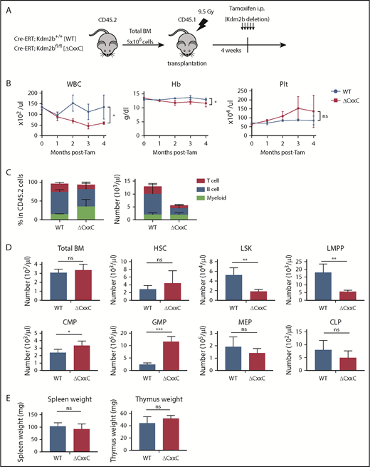 Figure 1. ΔCxxC mice showed myeloid-biased hematopoiesis and impaired lymphopoiesis. (A) Experimental design of the hematopoietic-specific deletion of Kdm2b exon 13. (B) PB cell counts in WT and ΔCxxC mice in noncompetitive BM transplantation settings as in panel A . PB cell counts in WT (n = 5) and ΔCxxC (n = 5) mice after the injection of tamoxifen (Tam) are shown as means ± standard deviation (SD). (C) Proportions of myeloid cells (Mac-1+ and/or Gr-1+), B cells (B220+), and T cells (CD4+ or CD8+) among CD45.2 donor-derived hematopoietic cells and their absolute numbers in PB from WT (n = 5) and ΔCxxC (n = 4) mice 4 weeks after the injection of tamoxifen. Data are shown as means ± SD. (D) BM analysis 4 weeks after the injection of tamoxifen. Absolute numbers of CD45.2 HSCs, LSK cells, LMPPs, myeloid progenitors, and CLPs from a unilateral femur and tibia pair in WT and ΔCxxC (n = 5). Data are shown as means ± SD. (E) Spleen and thymus weights 4 weeks after the injection of tamoxifen. Data are shown as means ± SD. *P < .05; **P < .01; ***P < .001 by Student t test. CMP, common myeloid progenitor; GMP, granulocyte/macrophage progenitor; Hb, hemoglobin; i.p., intraperitoneal; MEP, megakaryocyte/erythroid progenitor; ns, not significant; Plt, platelet; WBC, white blood cell.