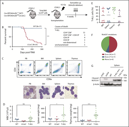 Figure 2. ΔCxxC mice developed T-ALL. (A) Experimental design of the hematopoietic-specific deletion of Kdm2b exon 13. (B) Kaplan-Meier survival curves of WT (n = 17) and ΔCxxC (n = 35) mice after the injection of tamoxifen. Data from 4 independent experiments were combined. P values were calculated by the log-rank test. The causes of death in ΔCxxC mice are summarized in the table. (C) Representative flow cytometric profiles and smear preparation of PB and cytospin preparations of BM and the thymus after May-Giemsa staining. Hematopoietic cells were obtained from the PB, BM, spleen, and thymus of a DP-type T-ALL mouse. Scale bars, 10 μm. (D) PB WBC counts and spleen and thymus weights in moribund ΔCxxC T-ALL mice (n = 18) and WT (n = 7) and ΔCxxC (n = 4) mice 300 days after the injection of tamoxifen. Bars in scatter diagrams indicate median values. (E) Proportions of T-ALL cells in BM, the spleen, thymus, and PB. Bars in scatter diagrams indicate median values. (F) Frequencies of Notch1 active mutations in exons 27 and 34 detected in T-ALL cells sorted from thymus. (G) Cleaved NOTCH1 protein in T-ALL cells detected by a western blot analysis. Cleaved NOTCH1 proteins in human K562 cells (negative control), Jurkat T-ALL cells (positive control), and spleen cells from WT and ΔCxxC T-ALL mice with and without Notch1 mutations (mu+/−) are shown. Actin served as a loading control. *P < .05; ***P < .001 by Student t test.