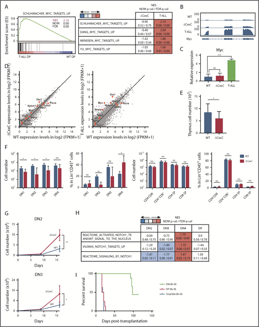 Figure 3. KDM2B loss confers a growth advantage on DN thymocytes. (A) GSEA plot and GSEA summary of the MYC target gene sets demonstrating significant positive enrichment in ΔCxxC DP T-ALL cells relative to WT DP thymocytes (n = 2, each). Normalized enrichment scores (NES), nominal P values (NOM-p), and false discovery rates (FDR-q) are indicated. (B) A snapshot of RNA-seq signals at the Myc gene locus in WT and ΔCxxC DP thymocytes and ΔCxxC DP T-ALL cells. The structure of the Myc gene is indicated at the bottom. (C) Quantitative reverse transcription-PCR analysis of Myc in WT and ΔCxxC DP thymocytes and ΔCxxC DP T-ALL cells. Gapdh was used to normalize the amount of input RNA. Data are shown as the mean ± SEM (n = 3). (D) Scatter diagram showing RNA-seq data. Signal levels of RefSeq genes (FPKM+1 in log2) in WT and ΔCxxC DP thymocytes and ΔCxxC DP T-ALL cells are plotted. Representative direct target genes of NOTCH1 are shown as red dots. (E) Absolute cell numbers of thymus in WT and ΔCxxC mice (n = 4, each) 8 weeks after the injection of tamoxifen. (F) Absolute numbers and proportions of DN1 (CD25−CD44+), DN2 (CD25+CD44+), DN3 (CD25−CD44+), DN4 (CD25+CD44−), DN (CD4−CD8−), DP (CD4+CD8+), and CD4 or CD8 single positive (SP) cells among CD45.2 donor-derived cells in the thymus from WT and ΔCxxC mice (n = 4, each) 8 weeks after the injection of tamoxifen. Data are shown as means ± SD. (G) In vitro proliferation of WT and ΔCxxC thymocytes. DN2 or DN3 thymocytes from WT and ΔCxxC mice were cultured on TSt-4/DLL stromal cells in the presence of 10 ng/mL of SCF, Flt3L, and interleukin-7. Data are shown as the mean ± SEM of triplicate cultures. (H) GSEA summary of RNA-seq data of DN2, DN3, DN4, and DP cells in the thymus from WT and ΔCxxC mice. NES, NOM, and FDR are indicated. (I) Kaplan-Meier survival curves after serial transplantation assays. DN and DP T-ALL cells in thymus and total BM cells were collected from ΔCxxC T-ALL mice and were transplanted into sublethally irradiated recipient mice. Same numbers of the cells were transplanted (cohort 1: 2.5 × 105/head, cohort 2: 4.0 × 104/head). Data from 2 independent experiments were combined.