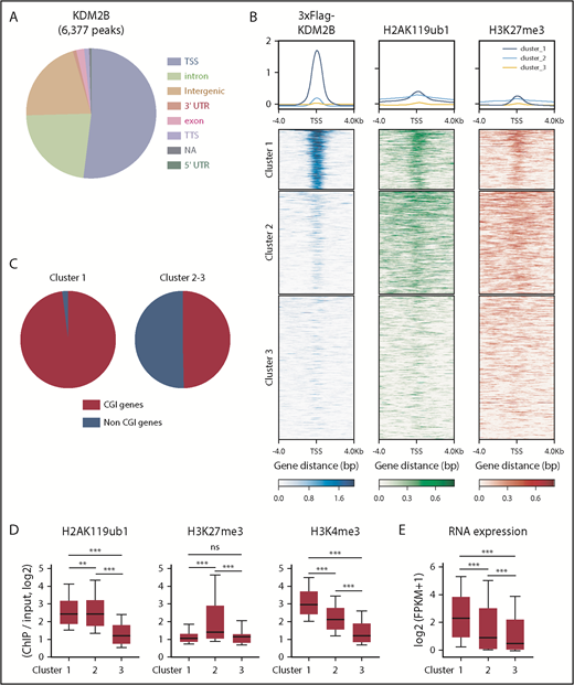 Figure 4. KDM2B targets transcriptionally active genes which are mainly repressed by H2AK119ub1. (A) Distribution of ChIP peaks detected in the ChIP-seq analysis of KDM2B using thymocytes overexpressing 3xFLAG-KDM2B. Peaks were called using MACS2 v2.1.1 with a q value <0.05. (B) K-means clustering of 3xFLAG KDM2B, H2AK119ub1, and H3K27me3 ChIP-seq data around TSS (±4 kb) obtained using DP thymocytes overexpressing 3xFLAG KDM2B. (C) Frequency of CGI genes in each cluster; 97.9% of genes in cluster 1 and 49.6% in clusters 2 and 3 were CGI genes. (D) Summary of H2AK119ub1, H3K27me3, and H3K4me3 enrichment around TSS (±2 kb) detected by the ChIP-seq analysis in WT DP thymocytes. The fold enrichment values of ChIP signals calculated against the input signals (ChIP/input, RPKM+0.1) of RefSeq genes. The values in each cluster are shown. WT DP thymocytes were collected 4 weeks after the tamoxifen treatment. (E) RNA expression levels in each cluster obtained by an RNA-seq of WT DP thymocytes. Signal levels of RefSeq genes (FPKM+1 in log2) are shown. WT DP thymocytes were collected 4 weeks after the tamoxifen treatment. **P < .01; ***P < .001 by the Student t test. NA, not available; TTS, transcription termination site; UTR, untranslated region.