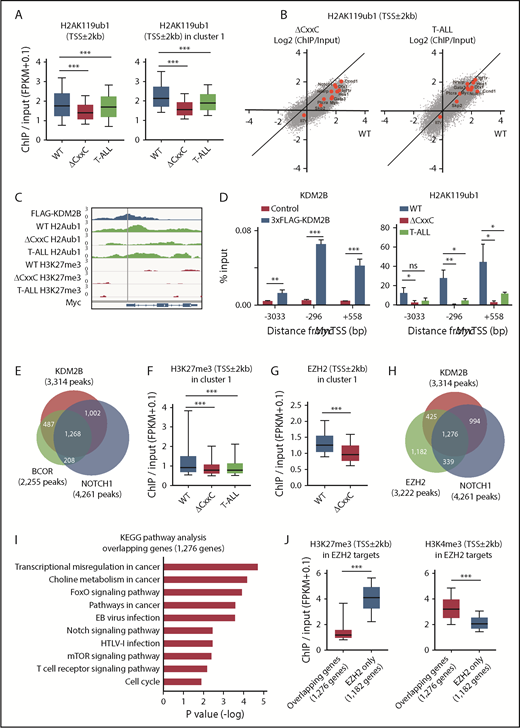 Figure 5. PRC1.1 and PRC2 antagonize NOTCH1 in the development of T-ALL. (A) Summary of H2AK119ub1 enrichment detected by the ChIP-seq analysis. The fold enrichment values of H2AK119ub1 signals were calculated against the input signals (ChIP/input, RPKM+0.1) around the TSS (±2 kb) of RefSeq genes in WT and ΔCxxC DP thymocytes 8 weeks after the tamoxifen treatment and ΔCxxC DP T-ALL cells with a Notch1 active mutation in exon 34. Left, all RefSeq genes; right, KDM2B target genes (cluster 1 genes) that were defined by the K-means clustering of 3xFLAG-KDM2B ChIP-seq data in Figure 4B. (B) Scatter diagram of the H2AK119ub1 enrichment (ChIP/Input, RPKM+0.1 in log2) in ΔCxxC DP thymocytes (left) and T-ALL cells (right) vs WT DP cells. Representative direct target genes of NOTCH1 are shown as red dots. (C) A snapshot of 3xFLAG-KDM2B ChIP signals in DP thymocytes overexpressing 3xFLAG-KDM2B and H2AK119ub1 and H3K27me3 ChIP signals in WT and ΔCxxC DP thymocytes and ΔCxxC DP T-ALL cells at the Myc gene locus. The structures of the Myc gene are indicated at the bottom. (D) ChIP quantitative PCR assays of KDM2B (left) and H2AK119ub1 levels (right) around Myc TSS. The cells used were WT and 3xFLAG-KDM2B-overexpressing DP thymocytes for KDM2B and WT and ΔCxxC DP thymocytes and ΔCxxC DP T-ALL cells for H2AK119ub1. The relative amounts of immunoprecipitated DNA are depicted as a percentage of input DNA. Data are shown as means ± SEM (n = 3). (E) Venn diagram of KDM2B and BCOR target genes in DP thymocytes and NOTCH1 target genes in T-ALL cells at the promoter region. Target genes were defined by a peak-calling analysis around TSS. Peaks were called using MACS2 v2.1.1 with a q value <0.05 for KDM2B, <0.2 for BCOR, and <10−10 for NOTCH1. All P values for the pairwise comparisons were <.0001 by Fisher's exact test. (F-G) Summary of H3K27me3 and EZH2 enrichment detected by the ChIP-seq analysis. The fold enrichment values of the H3K27me3 and EZH2 signals were calculated against the input signals (ChIP/input, RPKM+0.1) around the TSS (±2 kb) of RefSeq genes in WT and ΔCxxC DP thymocytes and ΔCxxC DP T-ALL cells. (H) Venn diagram of KDM2B and EZH2 target genes in DP thymocytes and NOTCH1 target genes in T-ALL cells around TSS (±2 kb). Peaks were called using MACS2 v2.1.1 with a q value <0.05 for KDM2B and EZH2 and <10−10 for NOTCH1. All P values for the pairwise comparisons were <.0001 by Fisher's exact test. (I) KEGG pathway analysis of the 1276 genes that have all peaks (KDM2B, EZH2, and NOTCH1) in Figure 6H (designated as overlapping genes). (J) H3K27me3 and H3K4me3 levels in EZH2 targets. The fold enrichment values of H3K27me3 signals were calculated against the input signals (ChIP/input, RPKM+0.1) around the TSS (±2 kb) of 1276 overlapping genes and 1182 EZH2 target genes without KDM2B and NOTCH1 binding in Figure 6H (designated as EZH2 only) in WT DP thymocytes. *P < .05; **P < .01; ***P < .001 by Student t test.