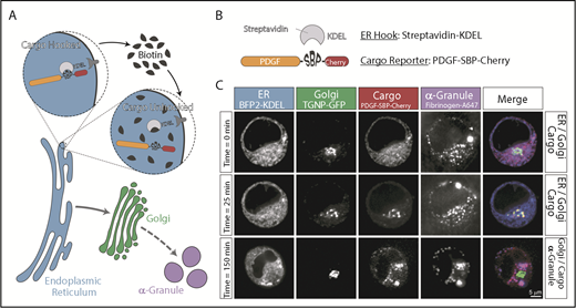 Figure 1. RUSH: a system to monitor the transport of newly synthesized α-granule cargo in real time. (A-B) The RUSH system has 2 components: an ER-hook comprising the streptavidin protein fused to the ER retention signal KDEL, and a cargo-reporter composed of a cargo protein (PDGF) fused to streptavidin-binding peptide (SBP) and a fluorescent protein (Cherry). The cargo-reporter is retained in the ER by the ER-hook, which is bound to the KDEL-receptor. Biotin added to the culture media competes for binding to streptavidin, thus releasing the cargo-reporter from the ER-hook and allowing synchronized traffic to the α-granule. The ER-hook and cargo-reporter are cloned in a bicistronic plasmid to ensure all cells expressing the cargo-reporter have it hooked in the ER in the absence of biotin. (C) Confocal fluorescence microscopy analysis of live MEG01 cells cotransfected with the RUSH bicistronic plasmid and markers of different subcellular compartments: ER, blue fluorescent protein 2–KDEL (BFP2-KDEL); Golgi complex, trans-Golgi network protein–GFP (TGNP-GFP). The α-granules were labeled with endocytosed and chased fibrinogen–Alexa Fluor 647 (Fibrinogen-A647). Four-color images were acquired immediately before adding biotin (time = 0 minutes) and 25 and 150 minutes after the addition of biotin.