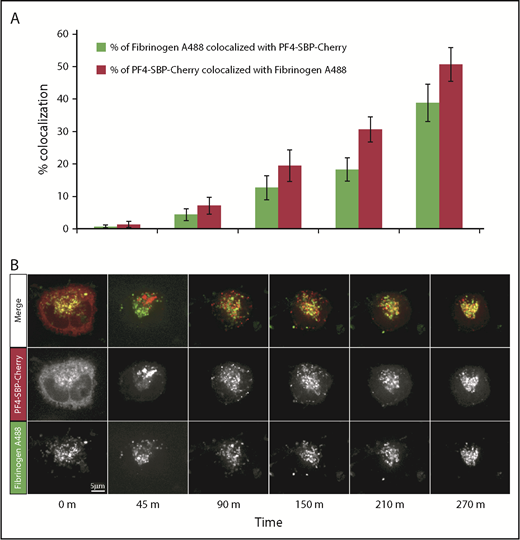 Figure 2. Use of the RUSH system with imMKCLs and PF4 as the α-granule cargo. Differentiated imMKCLs were transfected with a RUSH bicistronic plasmid containing PF4-SBP-Cherry as a cargo-reporter, and their α-granules were labeled with endocytosed and chased fibrinogen–Alexa Fluor 488. Live cell confocal fluorescence microscopy images were acquired before and after the addition of biotin over a 5-hour period. (A) Quantification of the cargo-reporter percent colocalization with fibrinogen–Alexa Fluor 488 is represented with red bars (n = 5). The reciprocal colocalization of fibrinogen–Alexa Fluor 488 with the cargo-reporter is represented with green bars. (B) Images of the cargo-reporter and fibrinogen–Alexa Fluor 488 for one representative cell over a 5-hour period. Note that the cargo-reporter takes several hours to reach α-granules after leaving the ER.