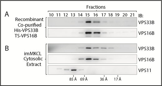 Figure 4. VPS33B and VPS16B form a distinct and small complex. (A) Gel filtration chromatography analysis of recombinant copurified His-VPS33B/TS-VPS16B complex. Fractions were analyzed by immunoblotting with antibodies against VPS33B and VPS16B. (B) Gel filtration chromatography analysis of cytosolic extract obtained from imMKCLs. Fractions were analyzed by immunoblotting with antibodies against VPS33B, VPS16B, and VPS11. The column was calibrated with blue dextran and standard proteins of known hydrodynamic radius.