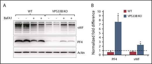 Figure 5. VPS33B deficiency results in degradation of α-granule cargo in lysosomes. (A) Both wild-type (WT) and VPS33B-KO imMKCLs were differentiated after the standard 5-day protocol and treated with bafilomycin A1 (BafA1) or the vehicle dimethyl sulfoxide during the last 24 hours. Total cell extracts were prepared, and the overall VWF and PF4 protein levels were analyzed by immunoblotting (2 independent replicates are shown). (B) The bar graph shows the quantification of independent replicates normalized to the amount of actin that was used as a loading control (WT, n = 3; VPS33B-KO, n = 5). *P ≤ .05.