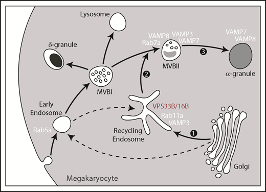 Figure 7. Model of the post–Golgi trafficking pathway followed by newly synthesized α-granule cargo. After leaving the Golgi complex, α-granule cargo traffics to recycling endosomes that contain Rab11a and VAMP3. The dotted arrows indicate the potential involvement of Rab5a compartments. The VPS33B-VPS16B complex also associates with recycling endosomes and is required for normal trafficking of cargo and α-granule biogenesis. Then, the α-granule proteins traffic to MVBs, possibly defining the transition between MVB type I and MVB type II, which contain higher levels of α-granule proteins and electron-dense lumen. The type II MVBs then mature to α-granules.