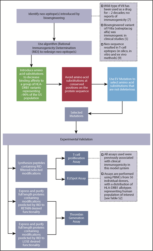 Figure 1. Overview of the computational and experimental strategies used in this study to design and evaluate an rFVIIa variant that has improved functional activity and lower immunogenicity risk.