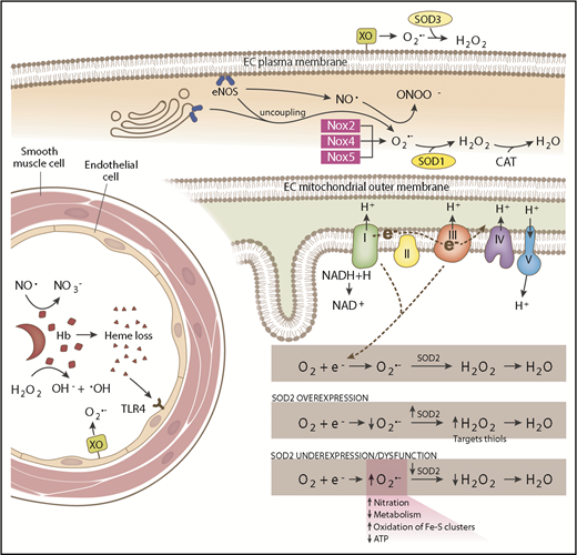 Figure 1. Schematic of SCD-associated oxidative stress pathways and antioxidant systems. In the intravascular space, sickled RBCs undergo hemolysis, releasing hemoglobin (Hb) and heme. Hemoglobin reacts with (1) NO·, forming nitrate (NO3−), and (2) hydrogen peroxide (H2O2), producing hydroxyl radical (−OH). Endothelial-bound xanthine oxidase (XO) generates superoxide (O2·−) and H2O2. Free heme binds to Toll-like receptor 4 (TLR4) producing reactive species through the activation of the NFκB pathway. SOD3 is found in the extracellular compartment and converts O2·− to H2O2. In the endothelial cell (EC) cytoplasm, endothelial NO synthase (eNOS) uncoupling and NADPH oxidase 2 (Nox2), Nox4, and Nox5 produce O2·−, which is dismutated by SOD1. eNOS normally generates NO·, which is capable of reacting with O2·− to form peroxynitrite (ONOO−). In the mitochondrial matrix, electrons leaked from complexes I and III of the respiratory chain react with oxygen (O2), forming O2·−. SOD2 dismutates O2·− to H2O2, which is further broken down to water by catalase (CAT). SOD2 expression and activity is maintained at a precise balance. Overexpression of SOD2 decreases O2·− levels and increases H2O2 levels, which are then free to oxidize protein thiols. SOD2 underexpression or dysfunction increases O2·− levels, increasing nitration and oxidation of iron sulfur clusters and decreasing metabolism and adenosine triphosphate (ATP) production.
