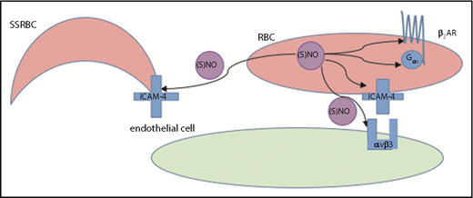 Figure 6. Model of NO-induced inhibition of SSRBC adhesion. RBC NO or SNO may modulate (eg, inhibit) intercellular adhesion via autocrine mechanisms such as by binding to reactive cysteine residues in the relevant G protein–coupled receptors such as the beta2-adrenergic receptor (β2AR), its downstream signaling partners such as the S-type G-protein (Gαs), or an adhesion receptor such as LW/ICAM-4. Alternatively, SNO (but not NO) exported from RBCs may inhibit adhesion by acting on adjacent cells in paracrine fashion; for example, during RBC-endothelial cell (or RBC-leukocyte) contact, possibly functionally modifying a counterreceptor such as α-v-β-3 (αvβ3) integrin, or when transfused AARBCs mix with native, activated SSRBCs.