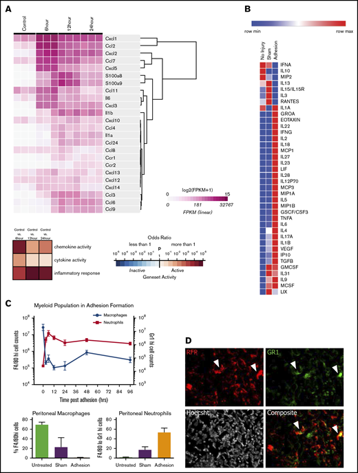 The mesothelium recruits neutrophils and macrophages through during adhesion induction. (A) Heatmap of immune active proteins from RNA sequencing of purified surface mesothelium immediately after and 6, 12, and 24 hours after button placement and clustered by gene expression. (B) Heatmap of Luminex multiplex assays of key immune active proteins. (C) Characterization of myeloid population from 0 to 96 hours following adhesion formation (top). Absolute numbers of macrophages (blue) and neutrophils (red) were analyzed at each time point. (Bottom) Percentage of F4/80hi and Gr-1hi cells after 24 hours in untreated, sham surgery, or adhesion-induced mice. (D) Single and composite immunofluorescence staining for Gr-1 of adhesions from wild-type mice of a wild-type/RFP+ parabionts pair. Immunofluorescence stain. Magnification ×20. Arrows denote RFP+Gr-1+ cells. CSF, colony-stimulating factor; FPKM, fragments per kilobase of transcript per million mapped reads; GMCSF, granulocyte macrophage colony-stimulating factor; GSCF, granulocyte colony-stimulating factor; IFN, interferon; IL, interleukin; IP, interferon γ–induced protein; LIF, leukemia inhibitory factor; LIX, CXCL5; max, maximum; MCSF, macrophage colony-stimulating factor; min, minimum; MIP, macrophage inflammatory protein; TGF, transforming growth factor; TNF, tumor necrosis factor; VEGF, vascular endothelial growth factor.