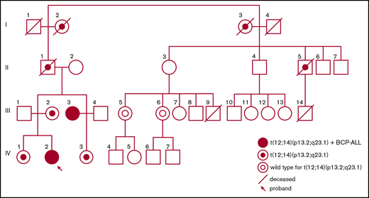 Pedigree of the family with the t(12;14)(p13.2;q23.1) predisposing to childhood ALL.
