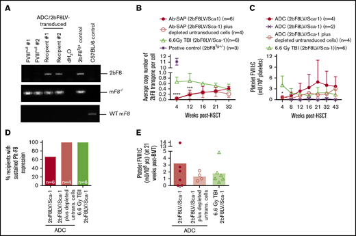 Platelet FVIII expression in HA mice after 2bF8 lentiviral gene delivery to HSCs under ADC-mediated preconditioning. Blood samples were collected at various time points from 2bF8LV-transduced recipients under (CD45.2+CD117)-ADC–mediated preconditioning or TBI. Leukocytes and platelets were isolated. DNA was purified from leukocytes for PCR and qPCR analysis of proviral DNA. Platelet FVIII expression levels were determined by a chromogenic functional activity assay on platelet lysates. (A) PCR detection of the 2bF8 transgene expression cassette. 2bF8 proviral DNA was detected in leukocytes in all 2bF8LV-transduced recipients. Representative results are shown. FVIIInull and WT mice were used as controls. (B) The average copy number of 2bF8 proviral DNA per cell in leukocytes from 2bF8LV-transduced recipients, as determined by qPCR. Heterozygous 2bF8-transgenic mice (2bF8Tg+/−) that were generated by our group via embryonic stem cell (ES)–mediated transgenesis with a known copy number (11 copies per cell) were used as a positive control. (C) The platelet FVIII expression levels in platelets from 2bF8LV-transduced recipients. Two of 6 recipients under (CD45.2+CD117)-ADC conditioning that received 2bF8LV-transduced Sca-1 cells failed to achieve platelet FVIII expression. All other recipients had sustained platelet FVIII expression. (D) Percentage of recipients with sustained platelet FVIII expression. (E) Platelet FVIII expression levels at 21 weeks after transplantation. These results demonstrate that sustained platelet FVIII expression can be achieved in HA mice after 2bF8 gene therapy with ADC-mediated preconditioning. *P < .05, ***P < .001, ****P < .0001, ADC vs TBI, 2-way analysis of variance.