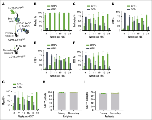 The influence of ADC-mediated preconditioning on blood cell lineage reconstitution after HSCT. Sca-1 cells were isolated from CD45.2/CAG-GFP–transgenic (CD45.2/GFPTg) mice and transplanted into CD45.2/FVIIInull mice under (CD45.2+CD117)-ADC preconditioning. Platelets were stained with CD41 antibody. Leukocytes were stained with CD45.2, CD4, CD8, and B220 antibodies, and donor-derived GFP+ chimerism was analyzed by flow cytometry at various time points after HSCT. (A) Schematic diagram of experimental design for GFPTg HSCT using (CD45.2+CD117)-ADC preconditioning. (B) Platelet chimerism. (C) Leukocyte chimerism. (D) CD4 T cell chimerism. (E) CD8 T cell chimerism. (F) B-cell chimerism. (G) Myeloid chimerism. (H) Sustained high levels of platelet chimerism in primary and secondary transplant recipients. (I) Sustained leukocyte chimerism in primary and secondary transplant recipients. These results demonstrate that (CD45.2+CD117)-ADC preconditioning is favorable for platelet lineage reconstitution after HSCT.
