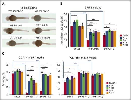 MMP9 inhibitors increase the erythroid development in RPS14-deficient models. (A) Wild-type (WT) embryos stained with o-dianisidine showed strong brown signal on the yolk sac, indicating normal hemoglobin levels. rps14−/− mutant embryos (MT) stained with o-dianisidine showed weak brown signal on the yolk sac, indicating reduced hemoglobin levels. MT treated with different concentrations of mmp9 inhibitors showed improved staining signal of hemoglobin compared with DMSO-treated rps14−/− MT. All embryos are ventral views. (B-C) Human BMCD34+ cells were transduced with lentivirus carrying shRNAs against RPS14 or Luc control. After 1 day of transduction, cells were treated by MMP9 inhibitors. 9-I-L, MMP9-I 5 nM; 9-I-H, MMP9-I 1 μM; 9-II-L, MMP9-II 10 nM; 9-II-H, MMP9-II 10 μM. (B) Cells were sorted for GFP+ at 4 days after treatment. A total of 1500 GFP+ cells were plated in methylcellulose media specific for CFU-E colonies and cultured for 1 week. Colonies were counted by an investigator blinded to the conditions. (C) Cells were analyzed for the CD71 and the CD11b expression by using flow cytometry at 6 days after treatment with MMP9 inhibitors. Data are representative of 3 independent transduction experiments. *P < .05, **P < .01, ***P < .001. ERY media, erythroid media; MY media, myeloid media.