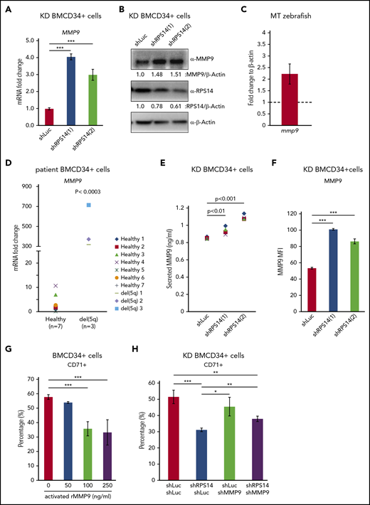 MMP9 is upregulated in RPS14-deficient cells resulting in decreased erythroid populations. Human BMCD34+ cells were transduced with lentivirus carrying shRNAs against RPS14 or Luc control. (A) After 5 days of transduction, cells were sorted for GFP+. RNA was collected and analyzed by using RT-qPCR. (B) Protein was collected from sorted cells and analyzed by using western blot analysis. β-Actin was used as a loading control. (C) RNA was collected from rps14-deficient and wild-type zebrafish embryos and analyzed by using RT-qPCR. (D) RNA was isolated from bone marrow CD34+ cells from patients with del(5q) MDS or healthy control subjects and analyzed by using RT-qPCR. (E) GFP+-sorted cells were cultured for an additional 2 days, and culture media were collected for an MMP9 ELISA. (F) After 7 days of transduction, cells were treated by using GolgiPlug and GolgiStop for 12 hours. Cells were stained with MMP9 antibody and analyzed according to flow cytometry. (G) Human BMCD34+ cells were cultured in liquid culture media. After 5 days of culture, cells were treated by rMMP9 for 2 days and analyzed for the CD71 expression by using flow cytometry. (H) Human BMCD34+ cells were transduced with lentivirus carrying shRNAs against RPS14 and MMP9. After 7 days of transduction, cells were analyzed for the CD71 expression by using flow cytometry. Data are representative of 3 independent transduction experiments. *P < .05, **P < .01, ***P < .001.