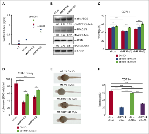 Inhibition of TGF-β signaling increases erythroid development in RPS14-deficient models. Human BMCD34+ cells were transduced with lentivirus carrying shRNAs against RPS14 or Luc control. (A) After 5 days of transduction, cells were sorted for GFP+ and were cultured for an additional 2 days. Culture media were collected for a TGF-β ELISA. (B) After 5 days of transduction, cells were sorted for GFP+. Protein was collected and analyzed by using western blot analysis. β-Actin was used as a loading control. (C) After 3 days of transduction, cells were treated by SB431542 at the indicated concentration for 4 days and analyzed for the CD71 expression by using flow cytometry. (D) After 1 day of transduction, cells were treated by 2 μM of SB431542 for 4 days and sorted for GFP+. A total of 4000 cells of GFP+ cells were plated in methylcellulose media specific for CFU-E colonies and cultured for 1 week. Colonies were counted by an investigator blinded to the conditions. (E) Wild-type (WT) embryos stained with o-dianisidine showed strong brown signal on the yolk sac, indicating normal hemoglobin levels. rps14−/− mutant embryos (MT) stained with o-dianisidine showed weak brown signal on the yolk sac, indicating reduced hemoglobin levels. MT treated with 2 concentrations of SB431542 showed improved staining signal of hemoglobin compared with DMSO-treated rps14−/− MT. All embryos are ventral views. (F) Human BMCD34+ cells were transduced with lentivirus carrying shRNAs against RPS14 and ALK5. After 7 days of transduction, cells were analyzed for the CD71 expression by using flow cytometry. Data are representative of 3 independent transduction experiments. *P < .05, **P < .01, ***P < .001.