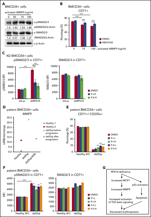 MMP9 inhibitors attenuate activated TGF-β signaling in human RPS14-deficient cells and in bone marrow cells from a patient with del(5q) MDS. (A) Human BMCD34+ cells were cultured in liquid culture media. After 5 days of culture, cells were treated by rMMP9 for 2 days, and protein was collected for western blot analysis. (B) Human BMCD34+ cells were cultured in liquid culture media. After 3 days of culture, cells were treated by rMMP9 for 2 days followed by SB431542 treatment for an additional 2 days. At 7 days after culture, cells were analyzed for the CD71 expression by using flow cytometry. (C) Human BMCD34+ cells were transduced with lentivirus carrying shRNAs against RPS14. After 5 days of transduction, cells were treated by MMP9 inhibitors for 2 days and were analyzed for pSMAD2/3 or SMAD2/3 expression by using flow cytometry. (D) RNA was isolated from bone marrow CD34+ cells from a patient with del(5q) MDS or healthy control subjects and analyzed by using RT-qPCR. (E) BMCD34+ cells from a patient with del(5q) MDS or a healthy control subject were cultured in liquid culture media. After 1 day of culture, cells were treated by MMP9 inhibitors for 4 days. Cells were cultured for an additional 4 days without MMP9 inhibitors and then analyzed for CD71 and CD235a expressions by using flow cytometry. (F) BMCD34+ cells from a patient with del(5q) MDS or a healthy control subject were cultured in liquid culture media. After 1 day of culture, cells were treated by MMP9 inhibitors for 4 days and then analyzed for pSMAD2/3 or SMAD2/3 expression by using flow cytometry. (G) Model of the defective erythroid development in RPS14 deficiency through increased MMP9 expression. Data are representative of 3 independent transduction experiments (A-C) or 1 independent experiment (D-F). *P < .05, **P < .01, ***P < .001.