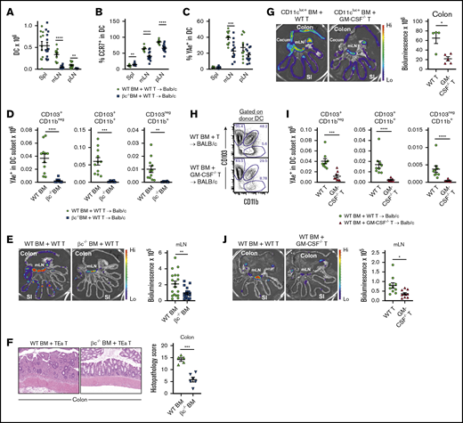 Common β-chain signaling drives alloantigen presentation in the GI tract. (A-E) BALB/c mice were transplanted with TCD BM from B6.WT or B6.common β-chain−/− mice and B6.WT T cells. On day 12 B6.TEaluc+ cells were injected, and 3 days later, DC subsets and TEa T-cell expansion were analyzed. The absolute numbers of total donor DC (A), the frequency of CCR7+ (B), and the frequency of YAe+ in total donor DC (C) from spleen, mLN, and peripheral lymph node are shown. (D) The absolute number of YAe+ donor DC within mLN. (A-D) The data are combined from 2 replicate experiments (n = 11-13 per group). (E) Representative images (left) and quantification (right) of bioluminescence signals as a measure of alloantigen presentation and T-cell priming. The data are combined from 3 replicate experiments (n = 18-20 per group). (F) BALB/c mice were transplanted with B6.WT or B6.common β-chain−/− TCD BM and 2 × 106 sort purified CD4+ B6.TEa T cells. Representative hematoxylin and eosin images (left) and semiquantitative histopathology scores of colon (right) at day 14 after BMT (n = 5-6 per group). (G) BALB/c mice were transplanted with TCD BM from B6.CD11cluc+ reporter mice and B6.WT or B6.GM-CSF−/− T cells. On day 18 donor DC (CD11cluc+) were quantified (n = 4-5 per group). (H-J) BALB/c mice were transplanted with TCD BM from B6.WT mice and B6.WT or B6.GM-CSF−/− T cells. On day 12 TEaluc+ cells were injected, and 3 days later, DC subsets and TEa expansion were analyzed. Representative fluorescence-activated cell sorter plots of DC subset proportions (H), absolute numbers of YAe+ donor DC subsets in mLN (I), and representative images (left) and quantification (right) of bioluminescence signals as a measure of alloantigen presentation and T-cell priming (J). The data are combined from 2 replicate experiments (n = 8-9 per group). Statistical analysis by unpaired Student t test with Welch’s correction (mean ± SEM). *P < .05; **P < .01; ***P < .001; ****P < .0001.