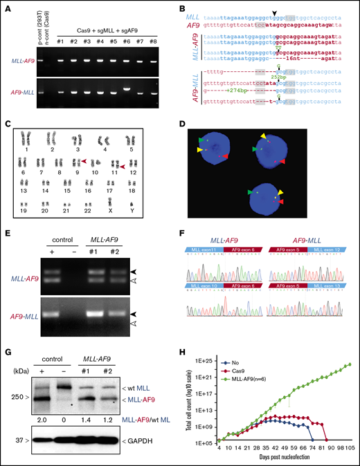 Induction of t(9;11) chromosomal translocations encoding MLL-AF9 fusion genes by CRISPR/Cas9 gene editing. (A) PCR amplification products for MLL-AF9 (upper panel) and AF9-MLL (lower panel) junction regions in genomic DNA harvested from genome-edited cells at day 31 of posttreatment culture. (B) Genomic DNA sequences of MLL-AF9 and AF9-MLL junctions in edited cells. sgRNA and PAM sequences are denoted by bold type and gray shading, respectively. ▼, Cas9 cutting position. (C) Karyotype analysis at day 41 of culture shows balanced t(9;11) translocation (red arrowheads). (D) FISH analysis of cells at day 41 of culture for MLL translocation using MLL break-apart probes. Red and green arrowheads indicate the split signals of the break-apart probe indicating MLL translocation. Yellow arrowheads represent nontranslocated MLL gene. (E) Expression of MLL-AF9 and reciprocal AF9-MLL transcripts (black arrowheads) were detected by RT-PCR on cDNA from 2 independent MLLr cell cultures (day 59). TALEN-induced MLLr cells9 and Cas9-treated human HSPCs are positive and negative controls, respectively. Exon skipping at MLL exon 11 in MLL-AF9 and at MLL exon 12 in AF9-MLL are indicated (white arrowheads). (F) cDNA sequences of MLL-AF9 junctions (upper left panel) and AF9-MLL junctions (upper right panel) in gene-edited cells. Exon-skipping at MLL exon 11 and exon 12 in MLL-AF9 and AF9-MLL, respectively (lower panels). (G) MLL-AF9 fusion proteins are visualized by western blot using anti-MLL antibody. Positive and negative controls are the same as in panel E. Wild-type (wt) MLL and MLL-AF9 proteins are indicated. GAPDH was used for loading control. *, nonspecific band. (H) Representative growth curves for MLLr cells compared with Cas9-alone nucleofection or HSPCs lacking CRISPR treatment. The average cell counts of 6 MLLr cell cultures are displayed. Error bars indicate 95% confidence intervals.