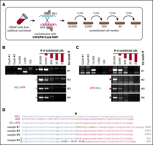 High-efficiency induction of t(9;11) chromosomal translocations. (A) Schematic summary of serial dilution experiment to assess the efficiency of creating t(9;11) translocations by CRISPR/Cas9 gene editing. Immediately after CRISPR/Cas9 treatment, electroporated cells were serially diluted into control electroporated cells (without Cas9 or sgRNAs) to a total of 20 000 cells. The serially diluted cells were cultured for 14 days, and genomic DNAs were extracted for PCR. PCR amplification of genomic DNA (200-ng template) shows genomic junctions for MLL-AF9 (B; blue arrowheads) and AF9-MLL (C; red arrowheads). *, nonspecific bands. (D) Sanger sequencing results for PCR amplicons from 4 cultures initiated with 200 CRISPR/Cas9-treated cells. ▼, Cas9 cutting position.