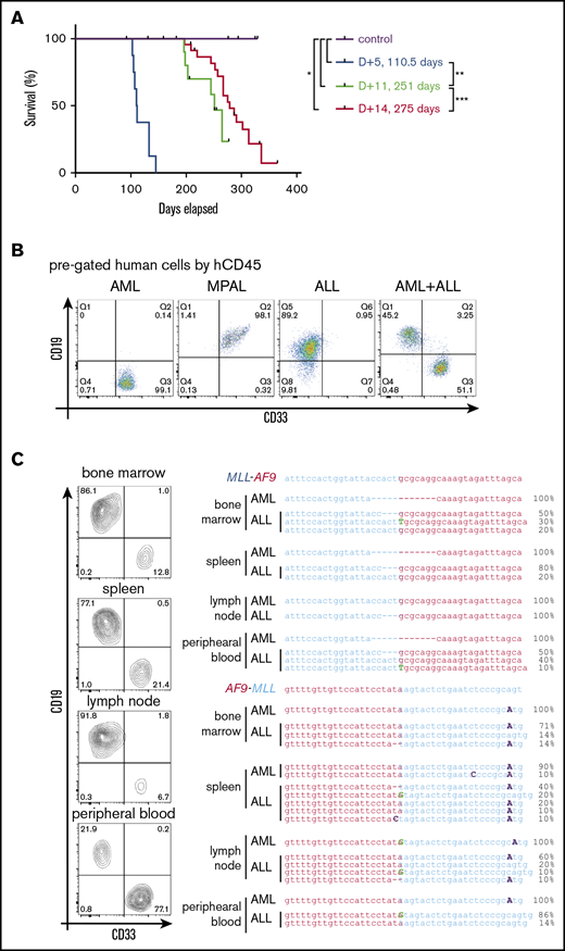 The length of in vitro culture influences leukemia development in vivo. (A) Survival curves for mice transplanted with gene-edited MLLr cells cultured for different times in vitro prior to transplant. (B) Flow cytometry analysis of BM cells in leukemic mice for myeloid (CD33) and lymphoid (CD19) lineage markers. (C) Flow cytometry analysis (left panel) of tissues from a representative leukemic mouse and their corresponding MLL-AF9 and AF9-MLL junctions (right panel), as determined by Sanger sequencing of DNA isolated from the indicated respective tissues. *P < .0358, **P < .0001, ***P < .0440, log-rank test.