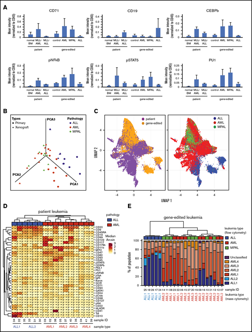 High-dimensional phenotype analysis of leukemias induced by gene-edited HSPCs. (A) Bar graphs summarize protein levels, as determined by CyTOF analysis of human patient MLLr leukemias and gene-edited leukemias. Control, Cas9-only treated human cells engrafted in mouse BM. (B) PCA plot shows the effective separation of patient leukemias into AML vs ALL lineages and a comparable separation in gene-edited leukemias. MPALs show overlapped clustering with AMLs. (C) UMAP plots show that the distributions of individual leukemia cells depend on the sample origins (left panel) and lineage phenotypes (right panel). Patient and gene-edited ALL cells reside mostly UMAP2 < 0, whereas patient AMLs, gene-edited AMLs, and MPALs cells reside UMAP2 > 0. (D) Hierarchical clustering of patient ALLs and AMLs based on their median protein expression. Two ALL and 4 AML reference groups are indicated at the bottom. Diagnostic phenotypes of patient leukemia samples are indicated on top of the heat map. (E) Hierarchical clustering of the percentage of cells in each sample associated with patient ALL and AML reference groups. The 6 colors represent the 2 ALL and 4 AML reference groups identified in Figure 5D. Flow cytometry–determined phenotypes in gene-edited leukemias are indicated on top of the bar graph; blue, ALLs; red, AMLs; green, MPALs. Lineages determined by protein expression pattern in CyTOF are listed at the bottom of each bar graph.