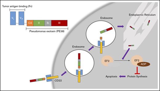 Mechanism of action for MP. (Top left) Basic structure of MP. The tumor antigen-binding domain (Fv) targets CD22, which is overexpressed in HCL. Once MP binds to CD22, the complex is internalized into endosomes. In the endosomes, the disulfide bond reduction of catalytic domain III (C3) releases the active agent of PE38. This fragment eventually is processed through the endoplasmic reticulum and then translocates to the cytosol. This fragment then causes ADP ribosylation of elongation factor 2 (EL2), which inhibits protein synthesis leading to apoptosis of the cell.17 VH, heavy-chain variable region; VL, light-chain variable region.
