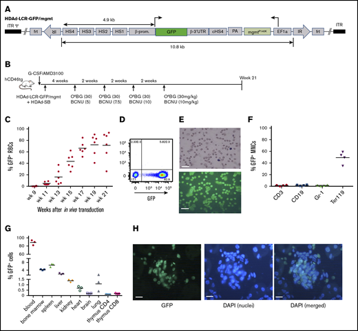 GFP expression in erythroid cells after in vivo HSC transduction/selection. (A) HDAd-LCR-GFP/mgmt vector for SB100x transposase-mediated integration. The GFP gene is under the control of a 4.9-kb erythroid-specific (human) β-globin “mini” LCR consisting of DNase I hypersensitivity regions (HS) 1 to 4 and the β-globin promoter. The GFP gene is linked to the β-globin 3′UTR for mRNA stabilization in erythroid cells. The ET3 and mgmt expression cassettes are separated by a chicken globin HS4 insulator. The 10.8-kb ET3/mgmt transposon is flanked by inverted repeats (IRs) that are recognized by SB100x, mediating random integration. (B) In vivo transduction of mobilized hCD46-transgenic mice. HSCs were mobilized, and animals were IV injected with a 1:1 mixture of HDAd-LCR-ET3/mgmt + HDAd-SB. At week 4, O6-BG/BCNU treatment was started and repeated every 2 weeks 4 times. With each cycle, the BCNU concentration was increased from 5 mg/kg, to 7.5 mg/kg, to 10 mg/kg. (C) Percentage of GFP-positive peripheral RBCs. Each symbol is an individual animal. (D) Representative flow cytometry analysis for GFP expression in total blood cells at week 21 after in vivo HSC transduction. (E) Peripheral blood smears were stained with May-Grünwald Giemsa (Merck) for 5 minutes (upper panel). GFP fluorescence analyzed on week 21 blood smears (lower panel). Scale bars, 20 μm. (F) Percentage of GFP-positive mononuclear cells (MNCs) measured by flow cytometry in different lineages in the bone marrow. CD3, T-lymphocytes/progenitors; CD19, B-lymphocytes/progenitors; Gr-1, granulocytes/progenitors; Ter119, erythroid cells. (G) Percentage of GFP-positive cells in different tissues measured by flow cytometry of single-cell suspensions. Note that the y-axis has 3 segments. (H) Representative kidney section demonstrating the presence of GFP-positive erythrocytes in a glomerulus. 4′,6-Diamidino-2-phenylindole (DAPI) (blue) was used to visualize cell nuclei. In vivo HSC transduced mice were kept alive without side effects for 21 weeks. Scale bars, 20 μm.