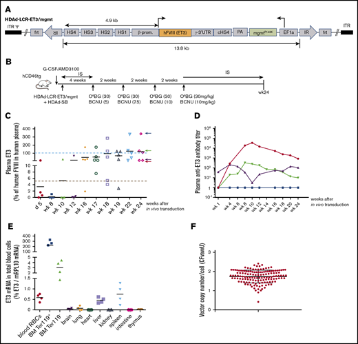 In vivo HSC transduction with HDAd-LCR-ET3/mgmt in hCD46-transgenic “healthy” mice. (A) Vector structure. See description of Figure 1A. The HDAd-LCR-ET3/mgmt vector contains the cDNA of ET3 instead of the GFP gene. (B) The treatment regimen is the same as shown in Figure 1B. Instead of HDAd-LCR-GFP, the factor VIII/ET3 expressing vector HDAd-LCR-ET3/mgtm was used. (C) Plasma concentrations of ET3 measured by ELISA. Each symbol is an individual animal. The values are expressed relative to FVIII levels in human plasma. Therefore, 100% (= 2180 ng/mL) would correspond to 1 U/mL. The dotted red line indicates 5% of physiological levels, which would correspond to a mild hemophilia A in patients and is therefore considered a therapeutic target.7 (D) Representative profiles of plasma anti-ET3 antibodies. Animals fall into the 4 groups indicated by corresponding colored arrows on the right side of the last panel in C. (E) ET3 mRNA levels measured by qRT-PCR relative to mouse mRPL10 mRNA levels. (F) Integrated ET3 cDNA copies per cell (VCN) in CFU. Bone marrow Lin− cells (pooled from 3 mice) were isolated at week 24 and plated for CFU assay. Individual colonies were picked, and the VCN was measured. Each symbol is an individual colony. In vivo HSC transduced mice were kept alive without side effects for 24 weeks.
