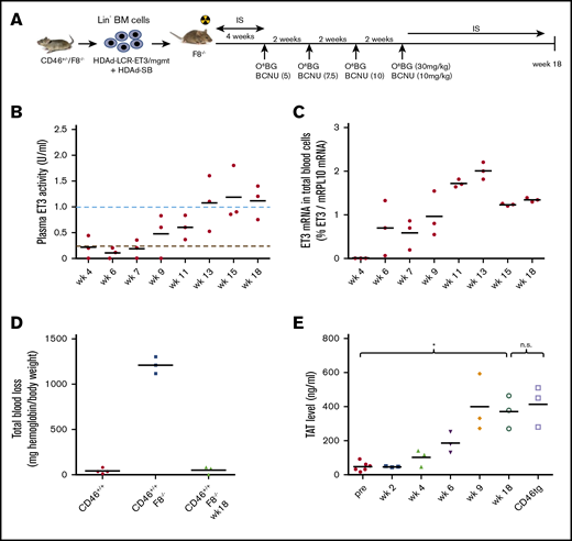 Phenotypic correction of hemophilia after ex vivo HSC transduction of hCD46+/−/F8−/−Lin−cells and transplantation into hemophilia A F8−/−mice. (A) Schematic of the experiment: bone marrow was harvested from hCD46+/−/F8−/− mice, and lineage-negative cells (Lin−) were isolated by MACS. Lin− cells were transduced with HDAd-LCR-ET3/mgmt and HDAd-SB alone at a total multiplicity of infection of 500 vp per cell. After 1 day in culture, 1 × 106 transduced cells per mouse were transplanted into lethally irradiated F8−/− mice. At week 4, O6BG/BCNU treatment was started and repeated 4 times every 2 weeks. With each cycle, the BCNU concentration was increased from 5 mg/kg, to 7.5 mg/kg, to 10 mg/kg (twice). At week 18, mice were euthanized. Before and after in vivo selection, mice received immunosuppressive drugs. BM, bone marrow. (B) ET3 activity measured in plasma by Coamatic FVIII assay. Activities of 100% and 5% are indicated by dotted lines. (C) ET3 mRNA levels in peripheral blood RBCs measured by qRT-PCR relative to mouse mRPL10 mRNA levels. (D) Bleeding after tail clipping. Blood was collected in saline over 45 minutes, and the hemoglobin amount was determined and expressed as milligrams normalized to body weight. (E) Concentrations of TAT complexes in plasma. Plasma from hCD46-transgenic mice served as control for physiological levels. Mice transplanted with ex vivo transduced HSCs were kept alive without side effects for 18 weeks. *P < .05. n.s., not significant.