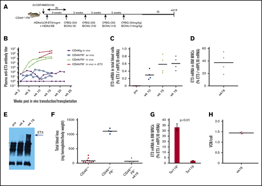 Phenotypic correction of hemophilia after in vivo HSC transduction of hCD46+/+/F8−/−mice. (A) Schematic of the experiment. hCD46+/+/F8−/− mice were mobilized and in vivo transduced as described in Figure 2. Mice received 4 rounds of O6BG/BCNU treatment and were euthanized at week 16 after in vivo transduction. (B) Plasma anti-ET3 antibody titers in representative mice of the 4 experimental settings tested. Black curves, representative antibody titers in hCD46-transgenic mice after in vivo HSC transduction (see Figure 2). Green curve, representative antibody titers in hCD46+/+/F8−/− mice after in vivo transduction; red curves, antibody titers in hCD46+/+/F8−/− mice after in vivo transduction, whereby mice received recombinant ET3 protein injections to control bleeding during blood sampling; blue curves, representative antibody titers in hCD46+/+/F8−/− mice after ex vivo transduction. (C) ET3 mRNA in peripheral blood RBCs measured by qRT-PCR relative to mouse mRPL10 mRNA levels. (D) ET3 mRNA levels in bone marrow mononuclear cells at week 16 measured by qRT-PCR relative to mouse mRPL10 mRNA levels. (E) Immunoprecipitation/western blot with lysates from total blood cells (ie, mostly erythrocytes). The specific ET3 band appears ∼168 kDa. (F) Bleeding after tail clipping. Blood was collected in saline over 45 minutes, and the hemoglobin amount was determined and expressed as milligrams normalized to body weight. (G) ET3 mRNA in bone marrow erythroid Ter119+ and nonerythroid Ter119− cells at week 16 relative to mouse mRPL10 mRNA levels. (H) VCN per cell in bone marrow MNCs at week 16 after in vivo HSC transduction. In vivo HSC transduced mice were kept alive without side effects for 16 weeks.