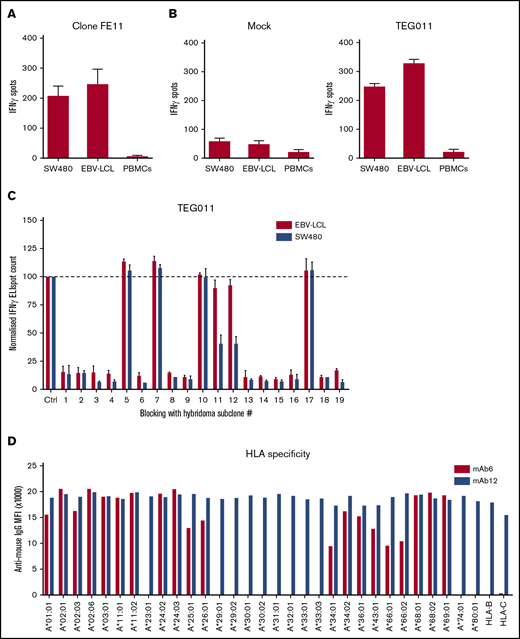 Introduction of FE11 γδTCR in αβT cells can reestablish tumor cell recognition of clone FE11 cells. (A) To assess tumor reactivity, clone FE11 cells were incubated with SW480 or EBV-LCL tumor target cells. IFN-γ secretion was measured by ELISPOT. Healthy PBMCs served as negative control targets. (B) The TCR-γ and -δ chains of clone FE11 cells were sequenced and retrovirally transduced into αβT cells. Transfer of γδTCR-mediated tumor reactivity was tested by coincubating mock- (left) or γδTCR-transduced (right) T cells with indicated target cells in an IFN-γ ELISPOT. (C) The effect of blocking with FE11-like hybridoma supernatant on the recognition of SW480 and LCL-TM cells by FE11 γδTCR–transduced T cells. (D) LABScreen Single Antigen HLA class I beads were incubated with antibodies purified from hybridoma 6 (mAb6) or from hybridoma 12 (mAb12) and secondary α-mIgG-PE measured using Luminex. Error bars represent the standard deviation (SD; n ≥ 1). MFI, mean fluorescence intensity.