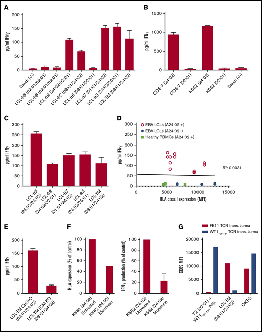 Activation of FE11 γδTCR–transduced T cells is dependent on expression of HLA-A*24:02. (A) Activation of T cells, transduced with FE11 γδTCR by EBV-LCLs with different HLA genotypes. (B) Activation of T cells, transduced with FE11 γδTCR by HLA-A*24:02 or HLA-A*02:01 target cells. (C) Activation of T cells, transduced with FE11 γδTCR by EBV-LCLs with different either homozygous or heterozygous HLA-A*24:02 expression. (D) Total HLA class I expression of HLA-A*24:02-positive and -negative EBV-LCLs compared with TEG011 recognition. (E) The effect of β2m knockout of HLA-A*24:02 target cells on the activation of FE11 γδTCR–transduced T cells. (F) Activation of T cells, transduced with FE11 γδTCR by K562 HLA-A*24:02 cells untreated or overnight monensin incubation. (G) Activation of Jurma cells, transduced with FE11 γδTCR or αβTCR WT1126-134 (control) by LCL-TM or A2-restricted WT1126-134 peptide–loaded T2 cells. CD3 cross-linking by plate-bound α-CD3 mAb clone OKT-3 served as the positive control. Recognition was assessed by measuring IFN-γ secretion using ELISA. Error bars represent the SD (n ≥ 1).