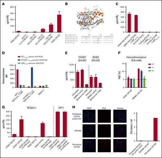 Activation of FE11 γδTCR–transduced T cells is dependent on the presence of a specific HLA-A*24:02-restricted peptide. (A) Activation of TEG011 by HLA-A*24:02-positive or -negative target cells. (B) The differences between HLA-A*02:01 and HLA-A*24:02 mapped on the structure of HLA-A*24:02 (Protein Data Bank: 3wl9), the 2 nonhomologous amino acids between HLA-A*24:02 and HLA-A*24:03 are show in the red circle (top). Alignment of HLA-A*24:02, 02:01, 24:03, and 25:01 with the 2 nonhomologous amino acids in red (bottom). (C) Activation of T cells, transduced with γδTCR-FE11, by HLA-A*24:02-transduced, TAP-deficient T2 cells not loaded or loaded with the A*24-restricted viral peptides NEF134-144 or CMV341-349 (pp65 341-349). (D) WT1126-134 tetramer, NY-ESO1157-165 pentamer, and CMV341-349 pentamer binding to WT1126-134-specific TCR, NY-ESO1157-165-specific TCR, and FE11 TCR–transduced T cells. (E) The effect of bortezomib treatment of HLA-A*24:02–transduced target cells COS-7 (left) and K562 (right) on the activation of FE11 γδTCR–transduced T cells. (F) Homodimerization was assessed on HLA-A*24:02+ cells, recognized and not recognized by flow cytometry FRET. (G) Activation of TEGs (left) or T cells transduced with the WT1126-134-specific αβTCR (control) (right), by HLA-A*24:02-transduced COS-7 and K562 cells or HLA-A*02:01 (control). *Out of range. (H) Proximity Ligation Assay (PLA) was performed on HLA-A*24:02+ fibroblasts and the SW480 cell line. Cells were stained for 4′,6-diamidino-2-phenylindole and PLA signal. Where indicated, target cells were fixed before coincubation; target cells were coincubated with WT1126-134. Error bars represent the SD (n ≥ 1).