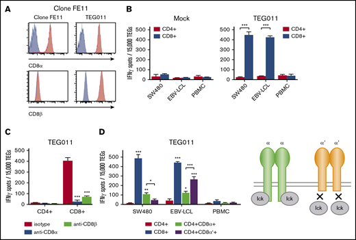 The FE11 γδTCR critically depends on the CD8 coreceptor for tumor recognition. (A) CD8α or CD8β expression on clone FE11 cells and FE11 γδTCR–transduced αβ T cells. (B) CD4+ and CD8+ αβT cells transduced with the FE11 γδTCR were sorted and cocultured with mock (left) and TEG011 (right) target cells. (C) TEG011 T-cell activation was assessed by IFN-γ ELISPOT. CD4+ and CD8+ αβT cells expressing the FE11 γδTCR were coincubated with SW480 target cells as in panel B, but in the presence of a control antibody or blocking antibodies against CD8α or CD8β. (D) αβT cells were transduced with WT CD8α or a truncated, signaling-deficient CD8α variant (CD8α′), alongside the γδTCR-FE11, after which the CD4+, CD8+, CD4+CD8α+, and CD4+CD8α′+ T-cell populations were sorted. Recognition of healthy PBMCs and SW480 tumor target cells was assessed by measuring IFN-γ secretion using ELISPOT. Error bars represent the standard error of the mean (n ≥ 1). *P < .05; **P < .01; ***P < .001.