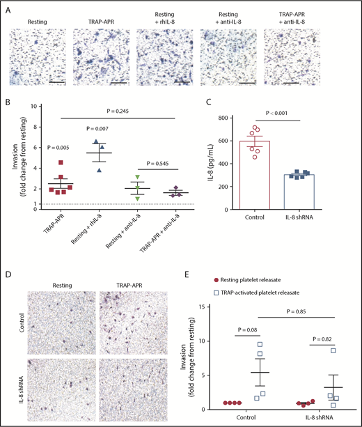 Figure 2. Platelets promote metastasis by upregulating tumor cell IL-8 secretion. The invasion of MDA-MB-231 cells in response to releasate from resting or activated platelets was assessed in the presence of either 1 μg/mL of an IL-8 neutralizing antibody or 1 ng/mL exogenous recombinant human IL-8 (rhIL-8). Representative images are shown in panel A, and quantification is shown in panel B. One value for TRAP-APR was considered an outlier (17.2-fold, with standard deviation from the mean >2.5) and removed from graphical representation and statistical analysis. The dashed black line represents invasion on incubation with resting platelet releasate. (C) MBA-MB-231 cells with an IL-8 knockdown or a scrambled control were exposed to platelets for 24 hours, and IL-8 within the supernatant was measured by ELISA. Cell invasion was quantified in the IL-8 knockdown MBA-MB-231 cell line and a scrambled control exposed to APR, with images and quantification shown in panels D and E, respectively. P values for panels B-C or E were determined by separate unpaired 2-tailed Student t tests or 2-way ANOVA with Sidak’s multiple comparisons, respectively. n = 3 individual replicates per treatment group for panel B, n = 6 for panel C, and n = 4 for panel E. Scale bars represent 100 μm.