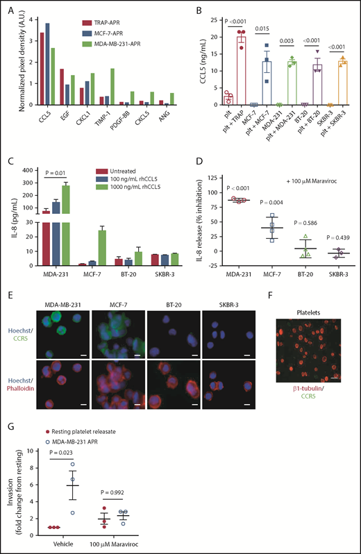 Figure 3. Platelet-derived factors selectively upregulate tumor cell IL-8. To identify factors in platelet releasate that could be driving IL-8 production in tumor cells, TRAP-, MCF-7-, and MDA-231-activated platelet releasates were analyzed using the angiogenesis array described in Figure 1. (A) Proteins identified in APR at the highest abundance were used to direct future experiments. (B) To support the array results, platelets (plt) were activated with either breast tumor cell lines (3 × 106/mL) or TRAP (5 μM), and release of CCL5 was measured by ELISA. (C) To determine whether CCL5 alone is sufficient to drive tumor cell IL-8, tumor cells were treated with 100 to 1000 ng/mL rhCCL5, and supernatant IL-8 was measured 24 hours later by ELISA. (D) IL-8 secretion in response to platelets was measured in the presence or absence of the CCL5 receptor antagonist, maraviroc (100 μM), to determine whether CCL5 is the specific factor in platelet releasate that drives tumor cell IL-8. CCR5 expression was determined by immunofluorescence in MDA-MB-231, MCF-7, BT-20, and SKBR-3 cell lines (E) and human platelets (F). (G-H) To determine whether platelet-derived CCL5 can drive metastasis, maraviroc was used to block CCR5 in invasion assays. Scale bars represent 10 μm. P values for panels B and D were determined by separate unpaired Student t tests. P values for panels C and G were determined by 1-way ANOVA, with post hoc Dunnett’s or Tukey’s multiple comparisons testing, respectively. n = 1 single experiment in panel A and 3 to 4 independent replicates per treatment group in panels B-D and G-H.