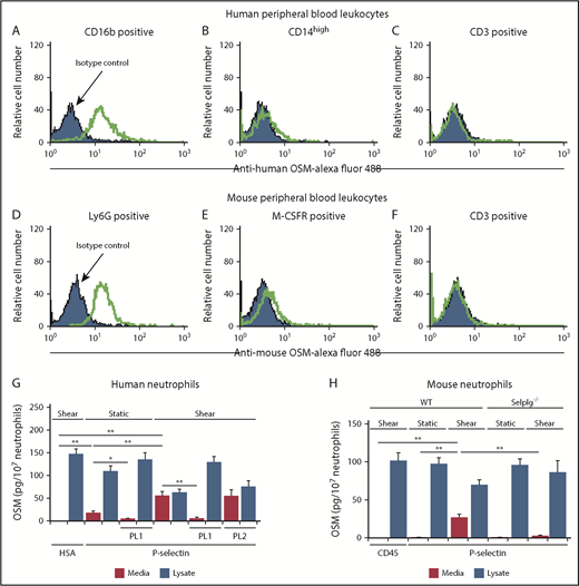 Figure 1. Adhesion of human or mouse neutrophils to P-selectin triggers release of OSM. (A-F) Representative flow cytometric data of intracellular OSM expression in permeabilized CD16b+ human neutrophils, CD14-high human monocytes, CD3+ human lymphocytes, Ly6G+ mouse neutrophils, M-CSFR+ mouse monocytes, or CD3+ mouse T lymphocytes. The indicated cell population was defined by its specific surface marker and by light scatter. (G) Measurement of OSM in medium or in lysates of human neutrophils after incubation with immobilized human serum albumin (HSA) or human platelet-derived P-selectin with or without shear on a rotary shaker, in the presence or absence of blocking anti-human PSGL-1 mAb PL1 or nonblocking anti–PSGL-1 mAb PL2. (H) Measurement of OSM in medium or in lysates of neutrophils from WT or Selplg−/− mice after incubation with immobilized mouse CD45-IgM or mouse P-selectin–IgM with or without shear on a rotary shaker. The data in panels A-F are representative of 3 experiments. The data in panels G-H represent the mean ± standard deviation (SD) from 3 experiments. *P < .05; **P < .01.