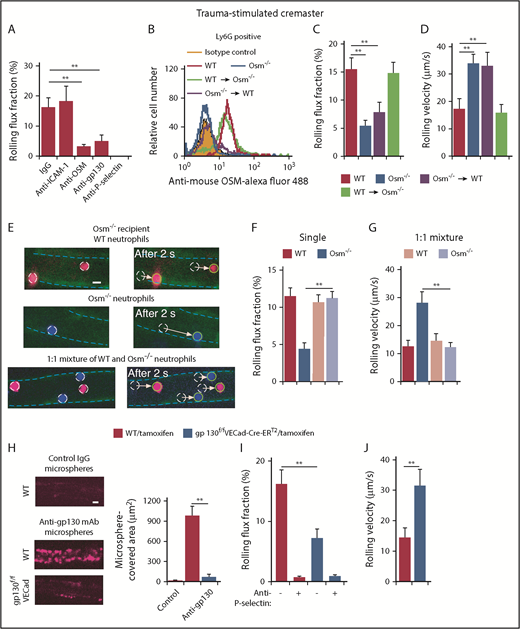 Figure 2. Interactions of neutrophil-derived OSM with gp130-containing receptors on endothelial cells enhance P-selectin–dependent rolling in mouse postcapillary venules. (A) Rolling flux fraction of leukocytes in postcapillary venules of trauma-stimulated cremaster muscle from WT mice with or without injection of the indicated mAb. (B) Representative flow cytometric data of intracellular OSM expression in Ly6G+ neutrophils from WT mice, Osm−/− mice, irradiated Osm−/− mice transplanted with bone marrow from WT mice, or irradiated WT mice transplanted with bone marrow from Osm−/− mice. (C-D) Rolling flux fraction and rolling velocity of leukocytes in postcapillary venules of trauma-stimulated cremaster muscle from the indicated genotype. (E) Representative fluorescent images of injected labeled neutrophils rolling in postcapillary venules of trauma-stimulated cremaster muscle of Osm−/− mice. Venular endothelial cells were labeled with Alexa Fluor 488–conjugated anti-CD31 mAb, outlined by the blue dashed line. The images depict distances rolled by the circled cells in a 2-second interval. The arrow indicates the path of each rolling cell. Top, Injected WT neutrophils (red); middle, injected Osm−/− neutrophils (blue); bottom, injected 1:1 mixture of WT (red) and Osm−/− (blue) neutrophils. Scale bar, 10 μm. (F-G) Rolling flux fraction and rolling velocity of injected labeled cells. (H, left) Representative images of Fluoresbrite Red microspheres coated with anti-gp130 mAb or isotype control IgG adhering to endothelial cells in trauma-stimulated venules of cremaster muscle from tamoxifen-treated WT or gp130flox/floxVECad-Cre-ERT2 mice. To block rolling of leukocytes, which also express gp130, anti-mouse PSGL-1 mAb 4RA10 was injected 1 hour before exteriorization of the cremaster muscle. (H, right) Quantification of the covered area of adherent microspheres with digital image analysis software. The data represent the mean ± standard error of the mean (SEM) from 10 venules from 5 mice. Scale bar, 10 μm. (I-J) Rolling flux fraction and rolling velocity of leukocytes in postcapillary venules of trauma-stimulated cremaster muscle from tamoxifen-treated WT or gp130flox/floxVECad-Cre-ERT2 mice, with or without preinjection of blocking anti–P-selectin mAb. The data in panels B and H are representative of 5 experiments. The data in panels A,C-D,F,I-J represent the mean ± SEM from 10 to 20 venules from 4 to 8 mice in each group. **P < .01.