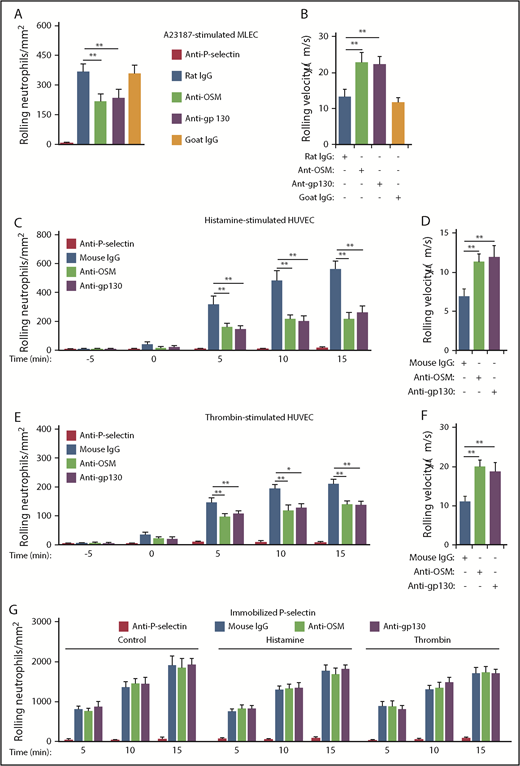 Figure 3. Interactions of neutrophil-derived OSM with gp130-containing receptors enhance P-selectin–dependent rolling on stimulated mouse and human endothelial cells in vitro. (A) Number of mouse neutrophils rolling on MLECs 30 minutes after A23187 stimulation in the presence of the indicated mAb. (B) Mean rolling velocity of mouse neutrophils on MLECs 30 minutes after A23187 stimulation in the presence of the indicated antibody. (C) Number of human neutrophils rolling on HUVECs at the indicated time before or after adding histamine (time = 0), in the presence of the indicated antibody. (D) Mean rolling velocity of neutrophils on HUVECs 5 minutes after adding histamine, in the presence of the indicated antibody. (E) Number of neutrophils rolling on HUVECs at the indicated time before or after adding thrombin (time = 0), in the presence of the indicated antibody. (F) Mean rolling velocity of neutrophils on HUVECs 5 minutes after adding thrombin, in the presence of the indicated antibody. (G) Number of neutrophils rolling on immobilized purified P-selectin at the indicated time after initiation of perfusion, in the presence or absence of histamine, thrombin, and the indicated antibody. The data represent the mean ± SD from 3 experiments. *P < .05; **P < .01.